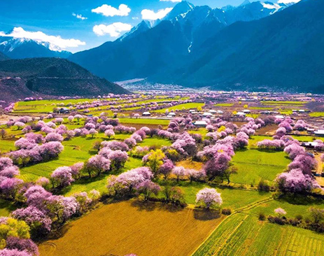 Peach Blossom Festival