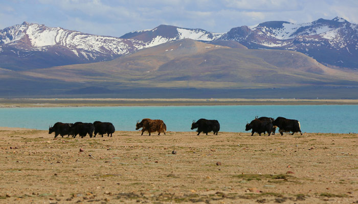 The trekking route is a fantastic trek having to display great natural beauty