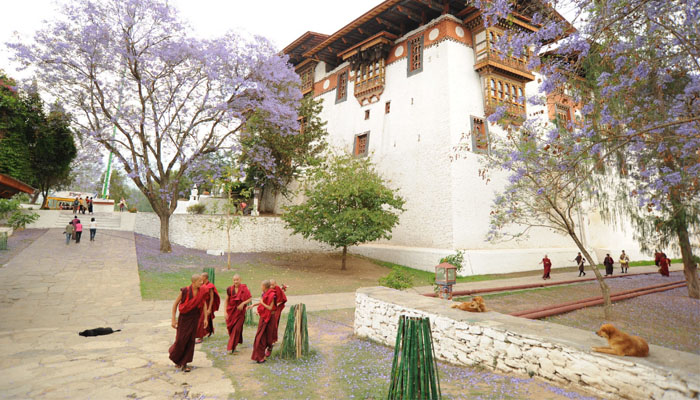 Punakha Dzong in Spring