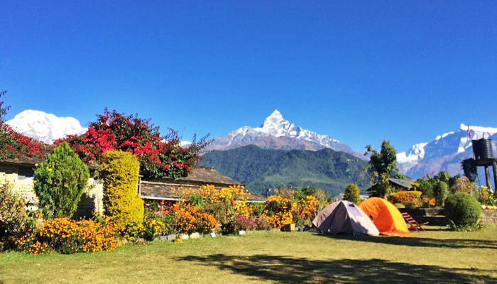 Rhododendrons in Nepal in Spring