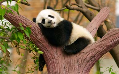 13 Days HK Chengdu Lhasa Namtso Kathmandu Tour