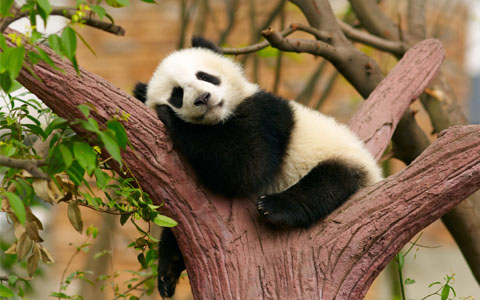 13 Days HK Chengdu Lhasa Namtso Kathmandu Tour
