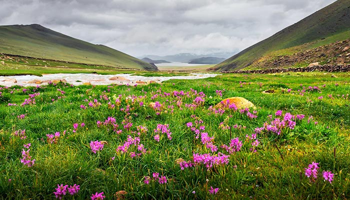  Tibet Qiangtang grasslands