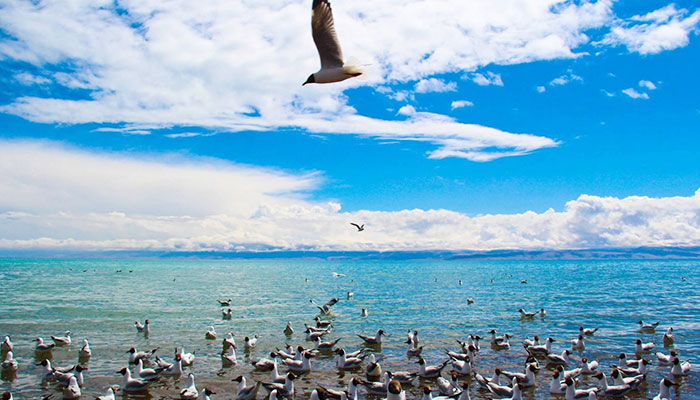  Qinghai Lake 