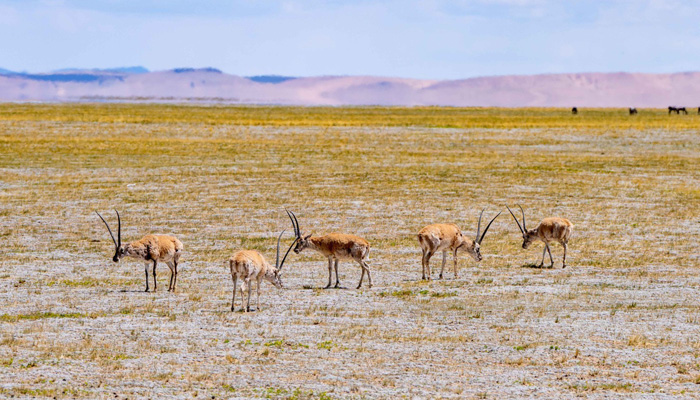 Hoh Xil along Xining to Lhasa overland tour