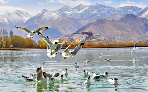 4-Day Lhasa City Birding Tour for Beginners