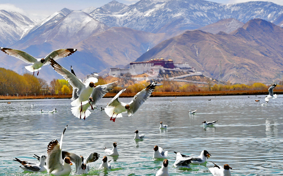 4-Day Lhasa City Birding Tour for Beginners