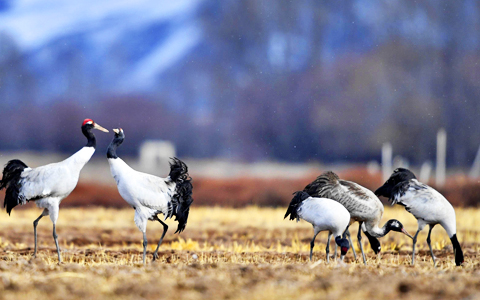 5-Day Winter Crane Safari: Lhasa & Linzhou Valley Eco-Tour
