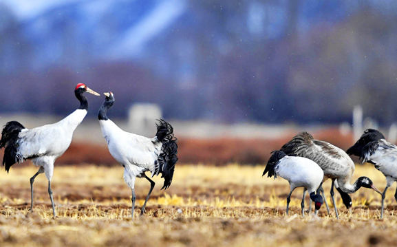 5-Day Winter Crane Safari: Lhasa & Linzhou Valley Eco-Tour