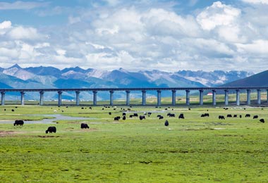 The stunning view of Qinghai-Tibet railway bridge and the Tibetan grassland