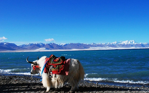 13 Days Kuala Lumpur Chongqing Lhasa EBC and Namtso Lake Tour by Train