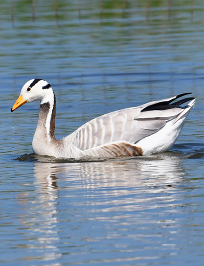 Bar-headed Goose