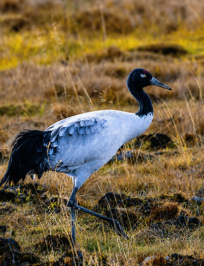 Black-necked Crane