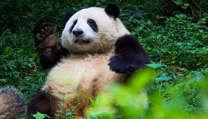 chengdu panda