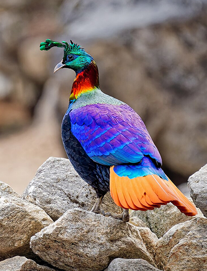 Himalayan Monal