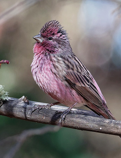 Himalayan Rosefinch