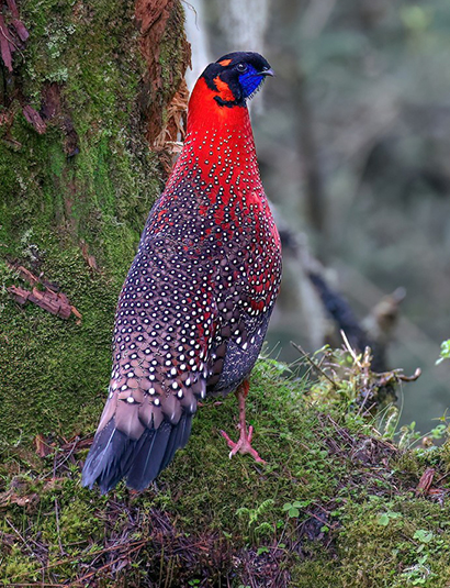 Satyr Tragopan