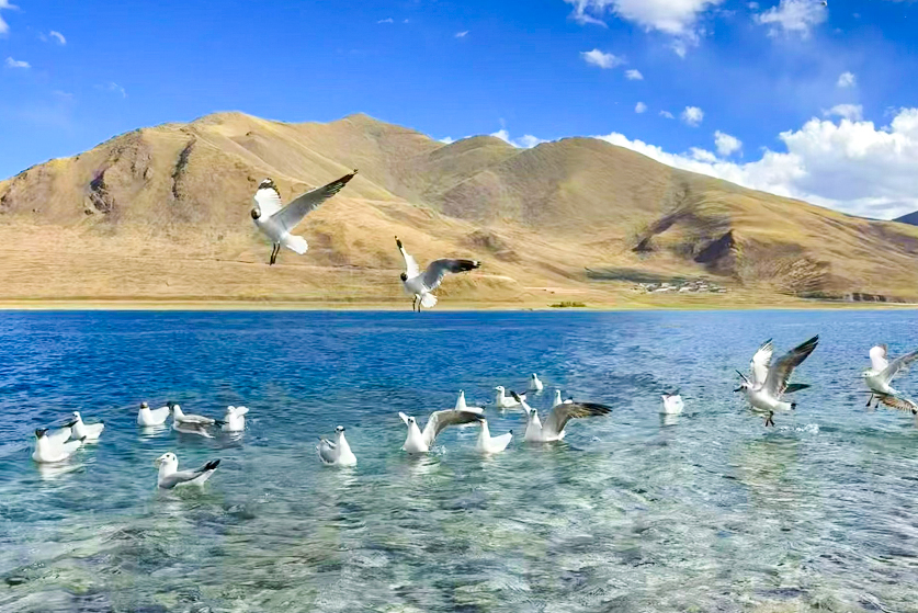 tibet birding tour