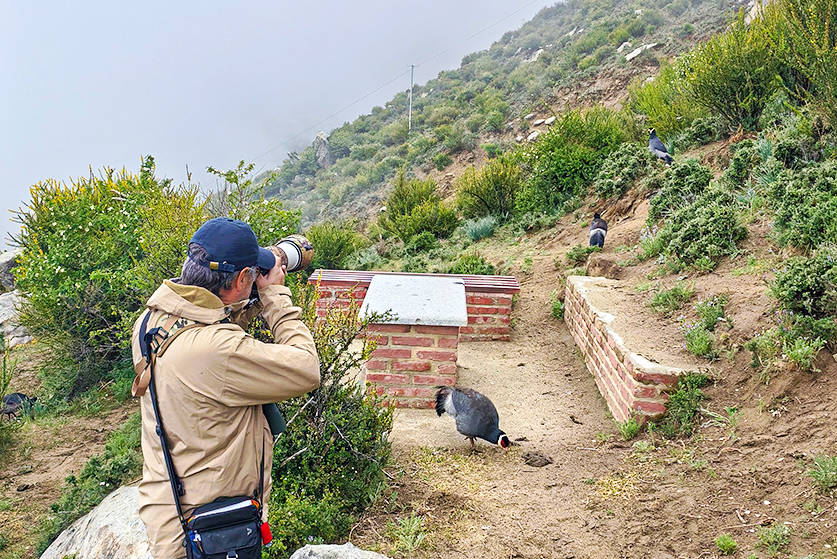 tibet birding tour