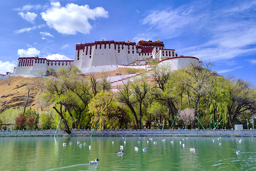tibet birding tour