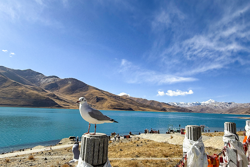 tibet birding tour