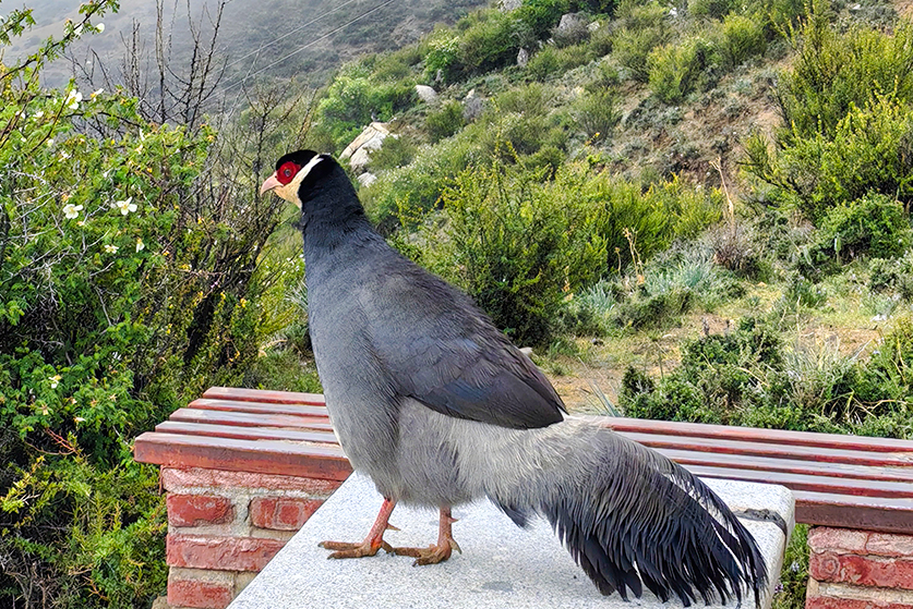 tibet birding tour