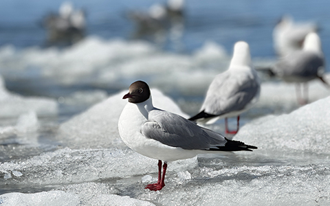 Designed Birding Routes