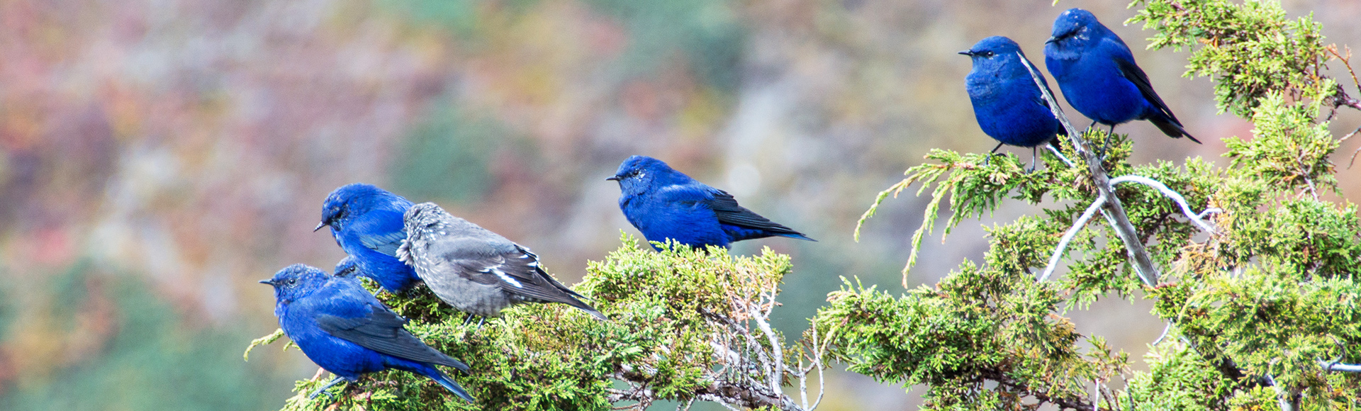 Tibet Birding Tours