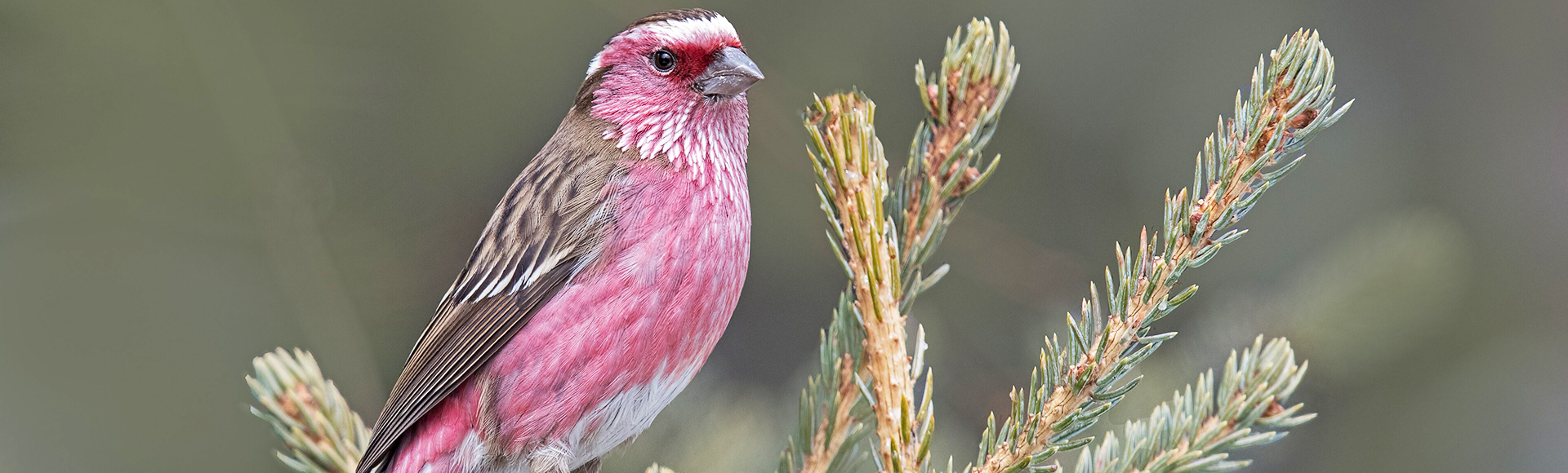 Tibet Birding Tours