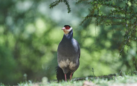 6-Day Tibet Endemic Birding: Shugsheb Nunnery & Linzhou Cranes