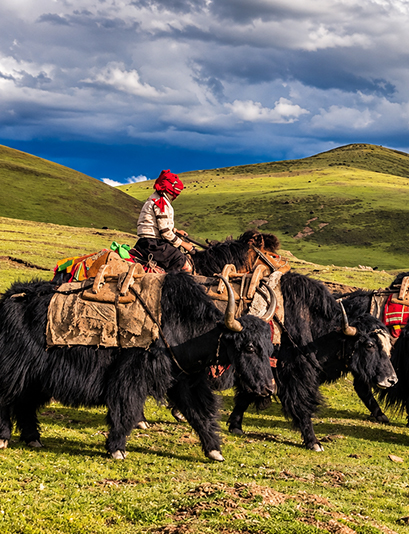 Tibetan nomadic traditions
