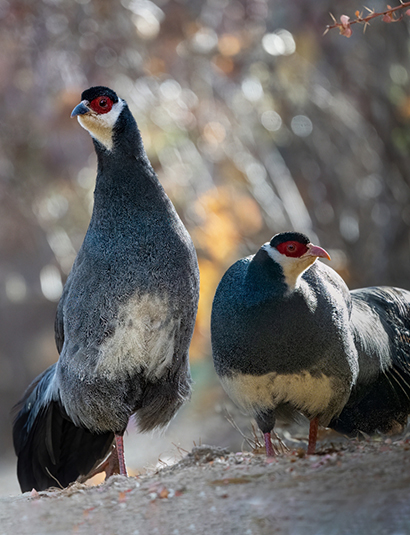 Tibetan Eared Pheasant
