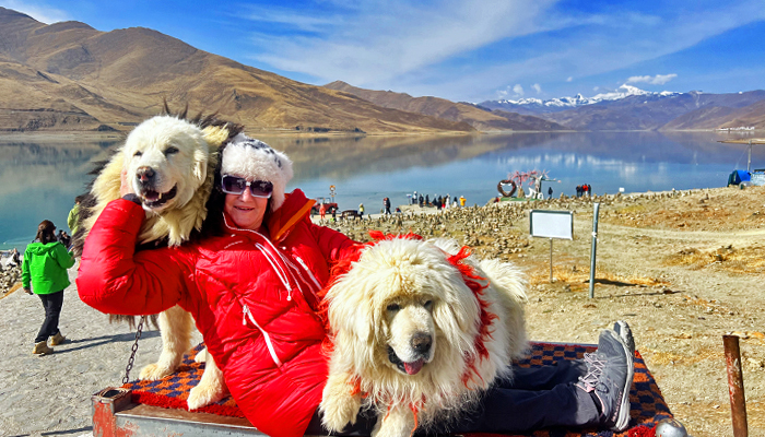 take photo with Tibetan Mastiffs along the lakeshore of Yamdrok