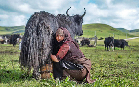 Tibet Cultural Tours: Authentic Cultural Experiences in Tibet