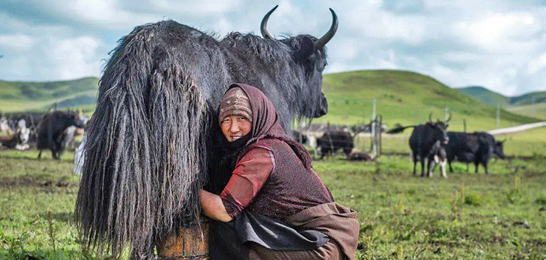 Nomadic Culture Experience