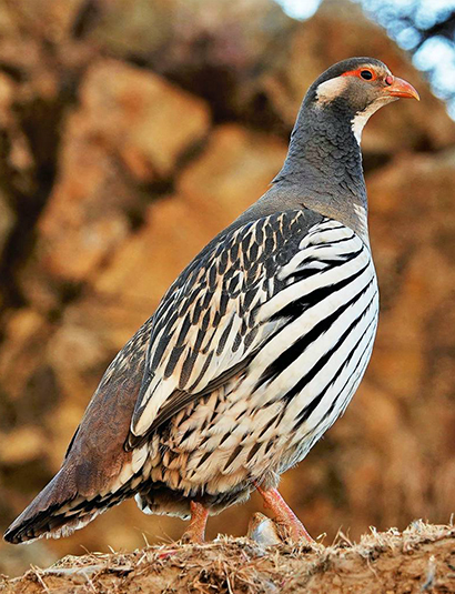 Tibetan Snowcock