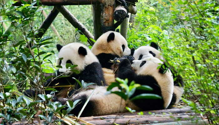 Watching the adorable Giant Pandas in Chengdu Watching the adorable Giant Pandas in Chengdu
