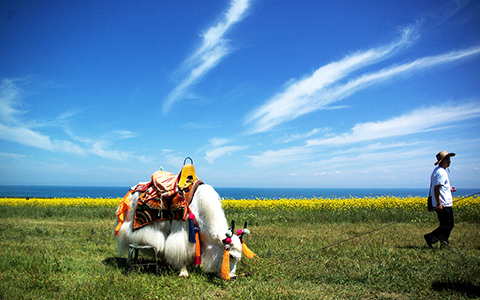 8 Days Xining Lhasa Train Tour with Qinghai Lake Visit