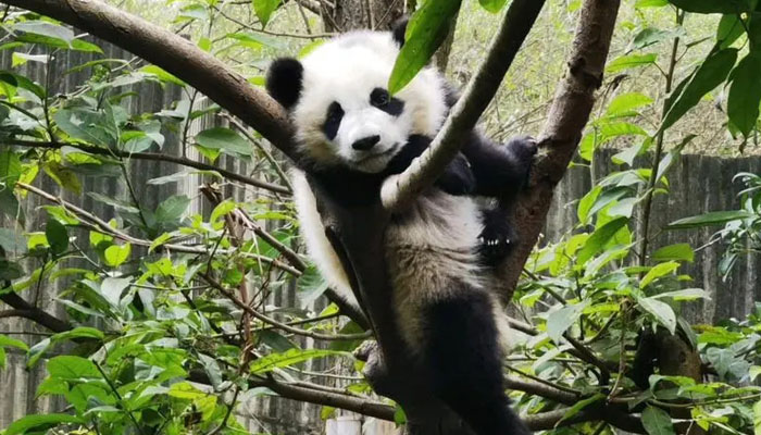 Chengdu Panda