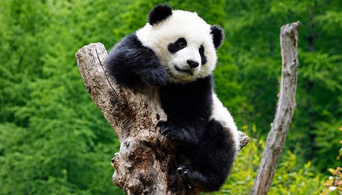 Cute panda in Chengdu