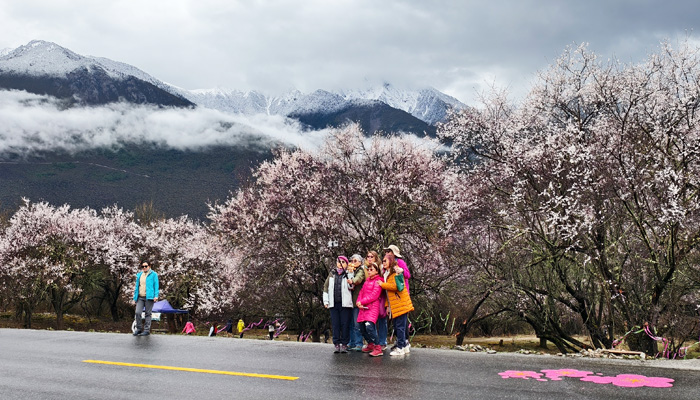 Enjoy Nyingchi peach blossoms with our group tour