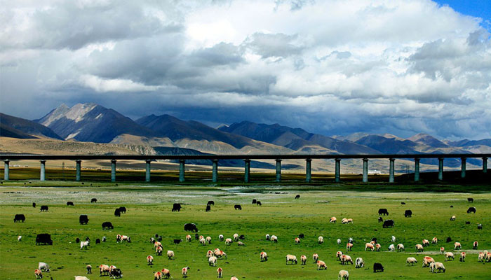 Train cross vast Changtang Grasslands