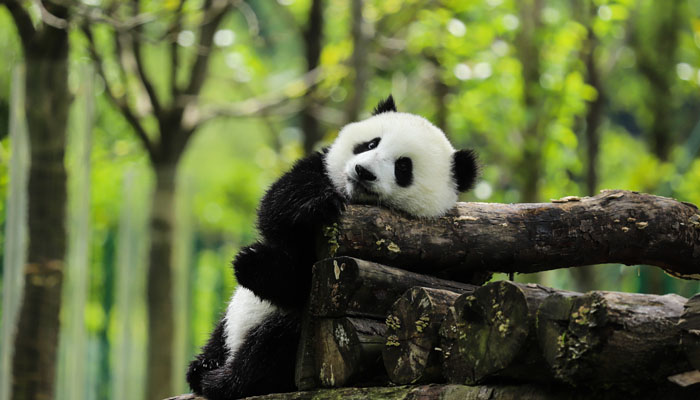 Visit Chengdu Panda