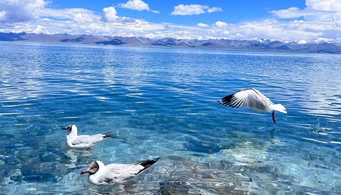 Migratory birds at Namtso