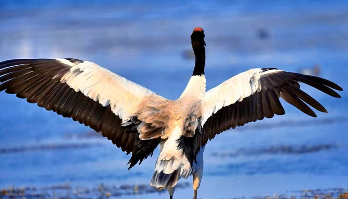 Tibetan black-necked crane