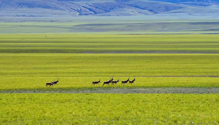 Changtang Nature Reserve
