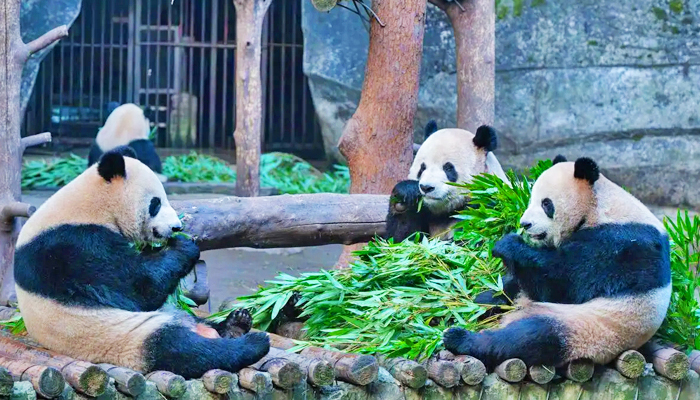 Chengdu Giant Panda Breeding Base