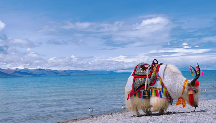 Domestic yak at Namtso Lake