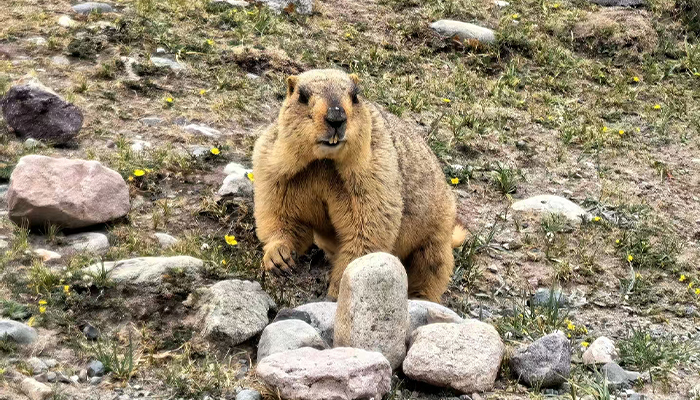 Himalayan marmot