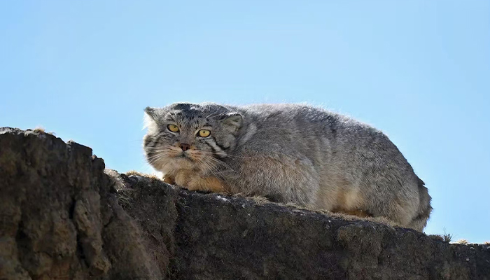 Pallas&rsquo;s cat in Tibet